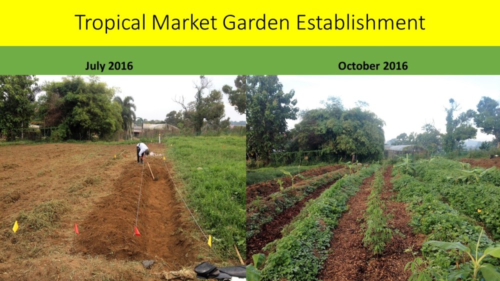 tropical-market-garden-establishment