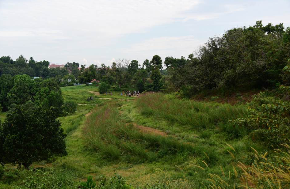 Erosion Control Using Vetiver Grass – Yalla Permaculture