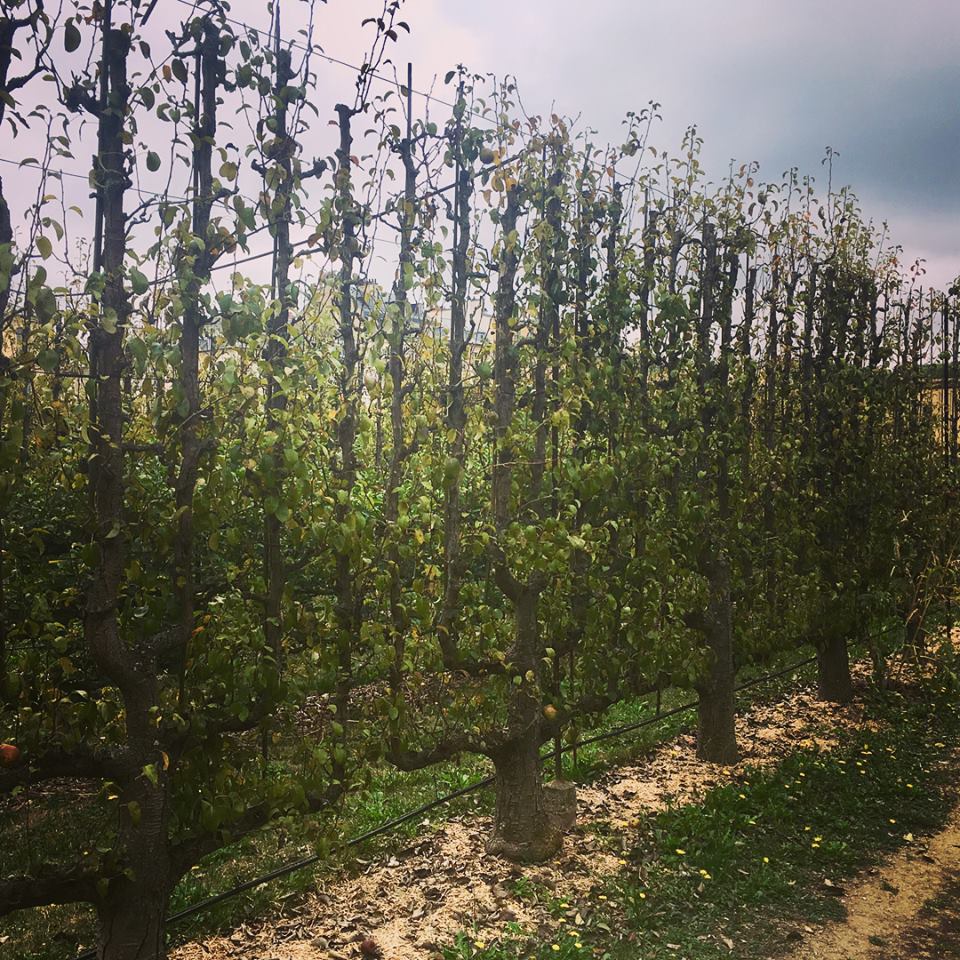 41145033_10160914271615375_3470785053540220928_n