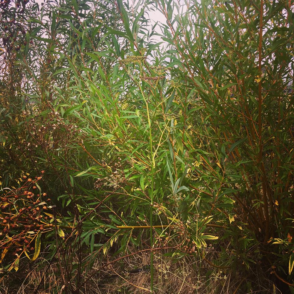 41244157_10160914272345375_6247319640461017088_n